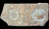 Two Ordovician Edrioasteroid (Spinadiscus) Fossils - Morocco #46460-2